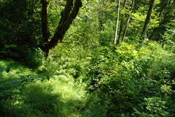 Backyard Forest Scene