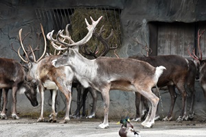 Reindeer Barn
