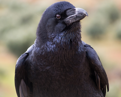 Nevermore