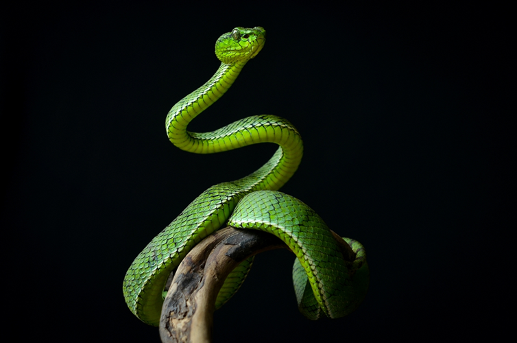Serpent