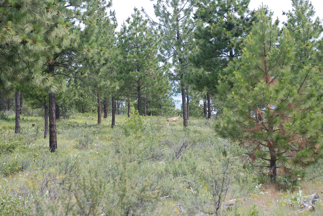 Elk Runs700