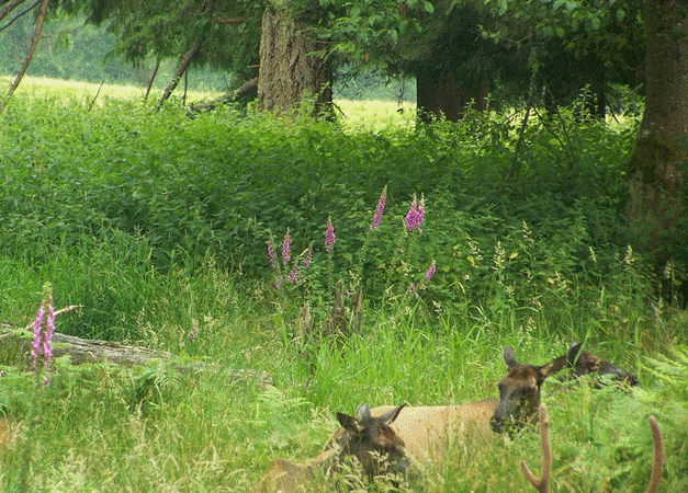 Elk in Grass