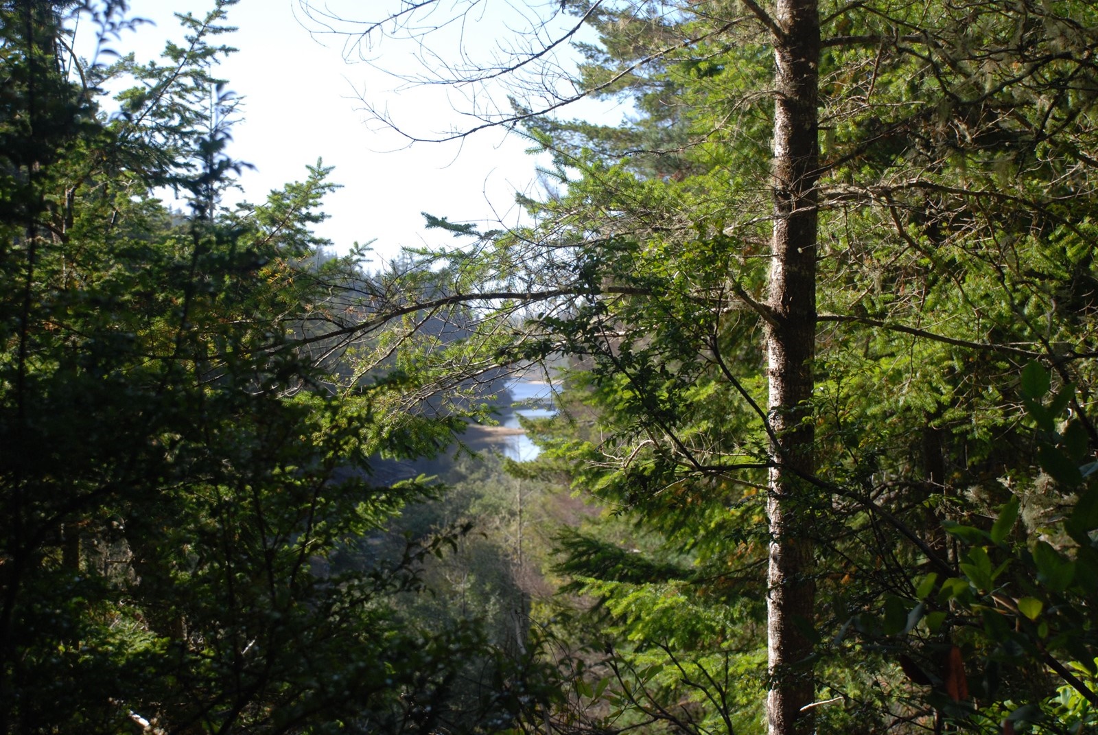 LakeThroughTrees