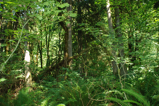 Dense Forest